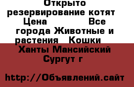 Открыто резервирование котят › Цена ­ 15 000 - Все города Животные и растения » Кошки   . Ханты-Мансийский,Сургут г.